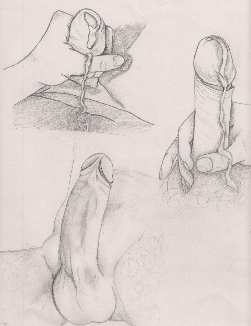 Miembro Pimaline para el dibujo
