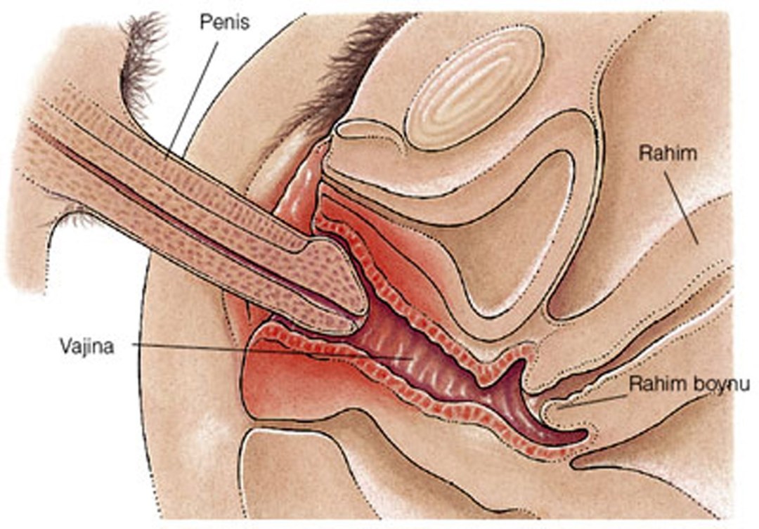 La estructura del esquema de vagina