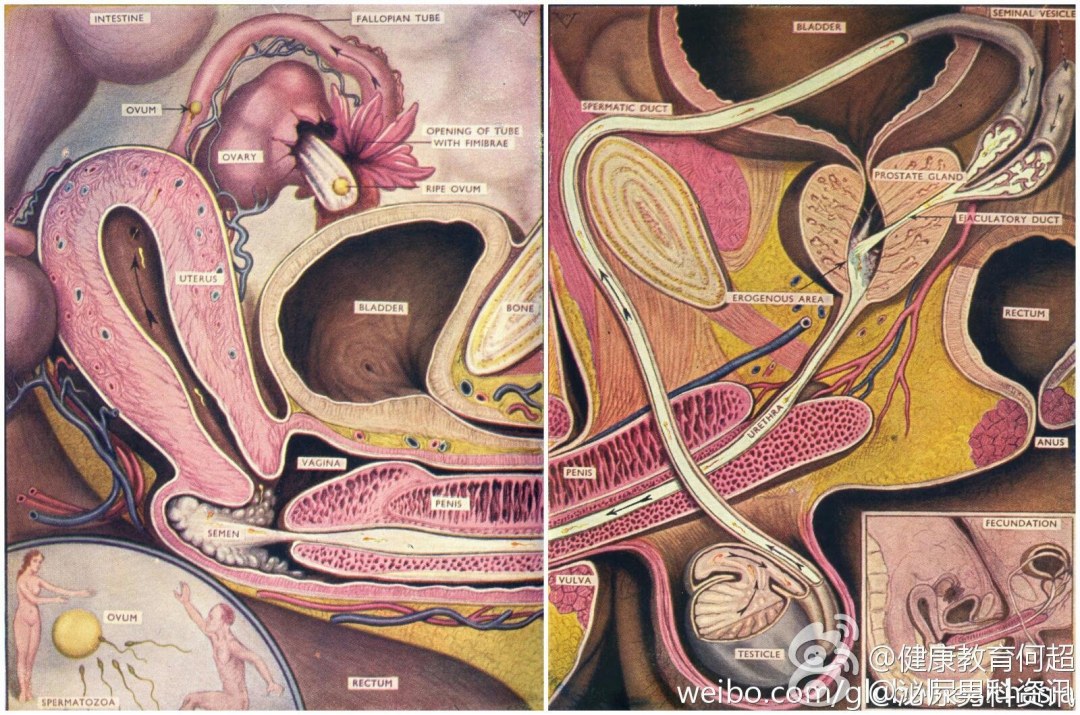 Anatomía de la vagina en contexto