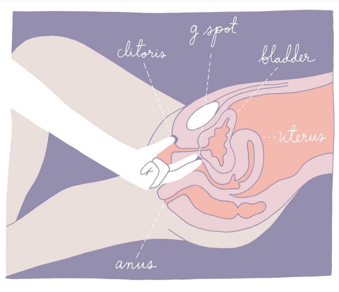 Esquema de la introducción de un miembro en la vagina