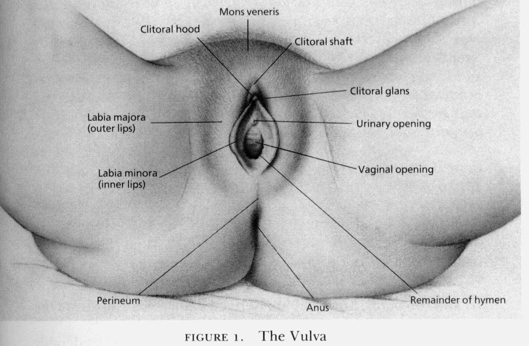 La entrepierna de una mujer es anatomía