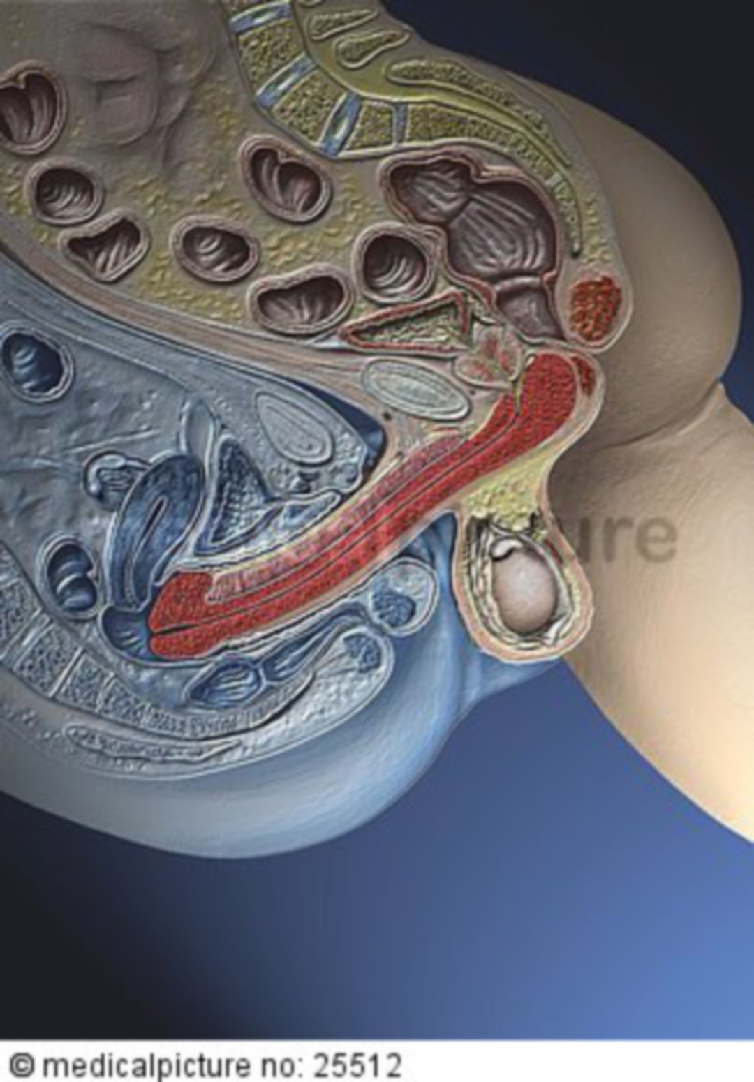 Anatomía de la vagina en contexto
