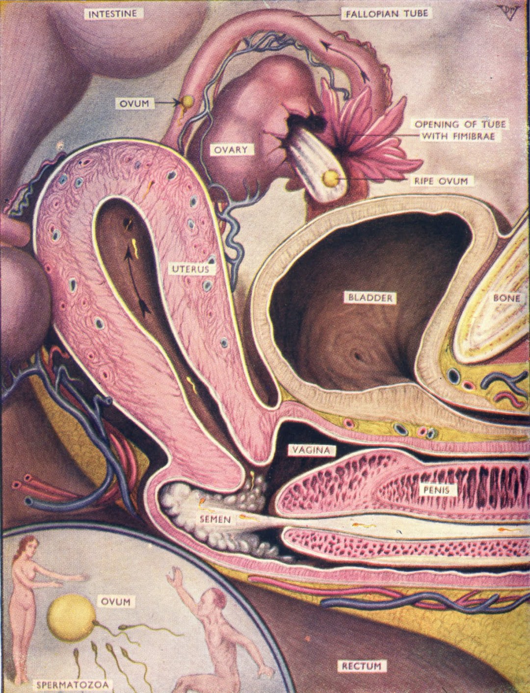 Vagina desde el interior en la sección