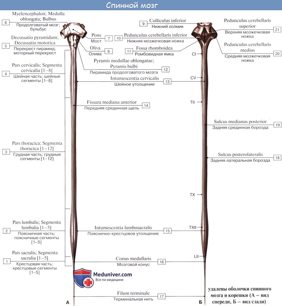 Мужские попки крупным планом