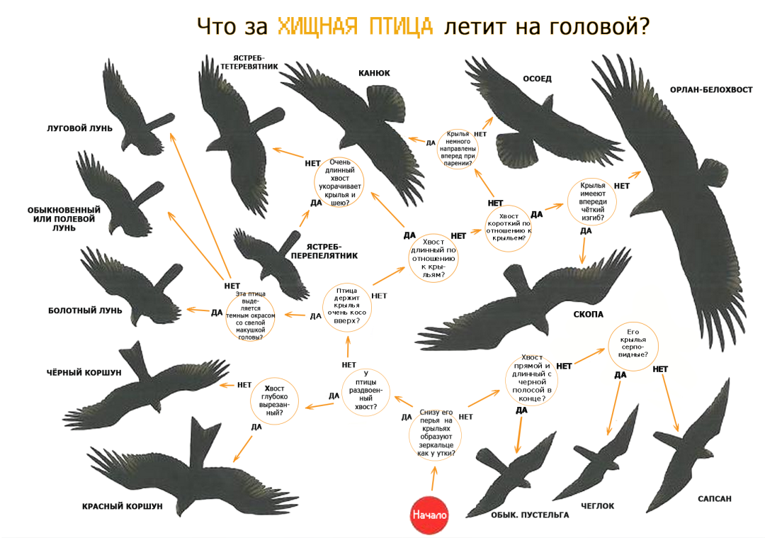 Рамка для камеры на стриме