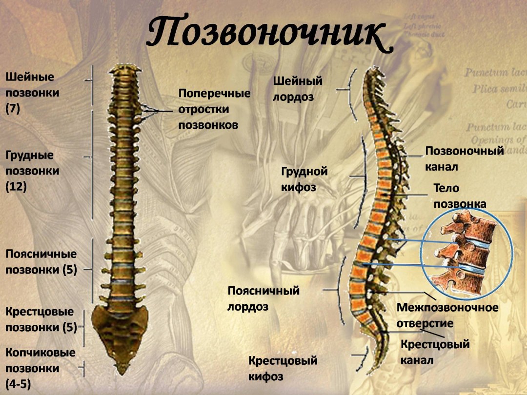 Обозначение категорий в водительском удостоверении нового образца