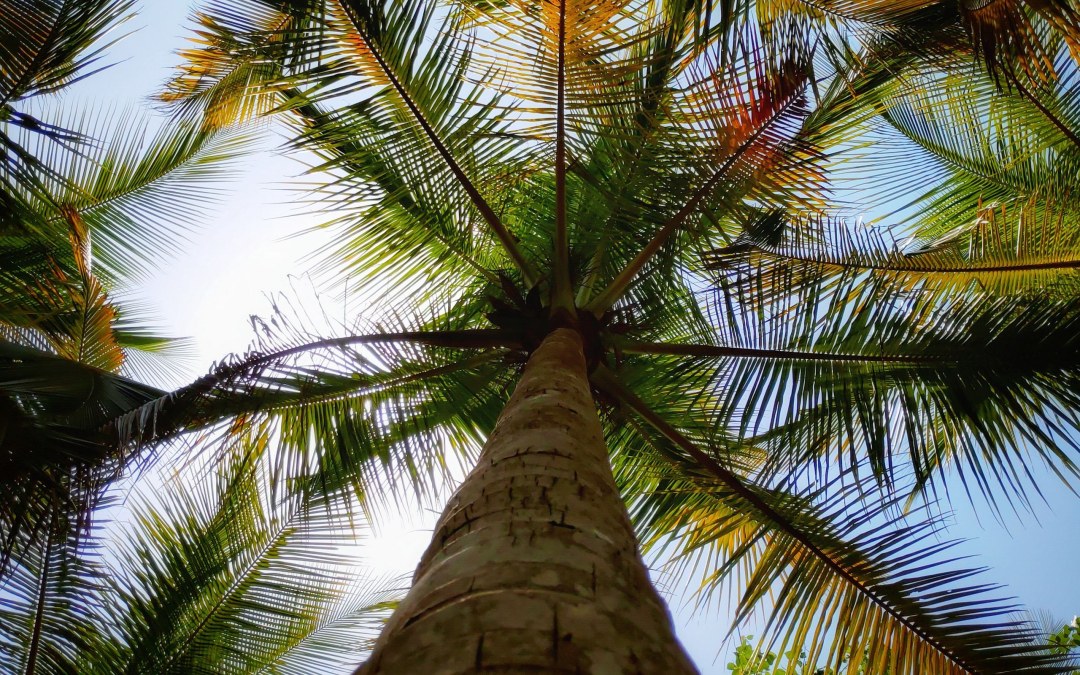 Токио пальмы