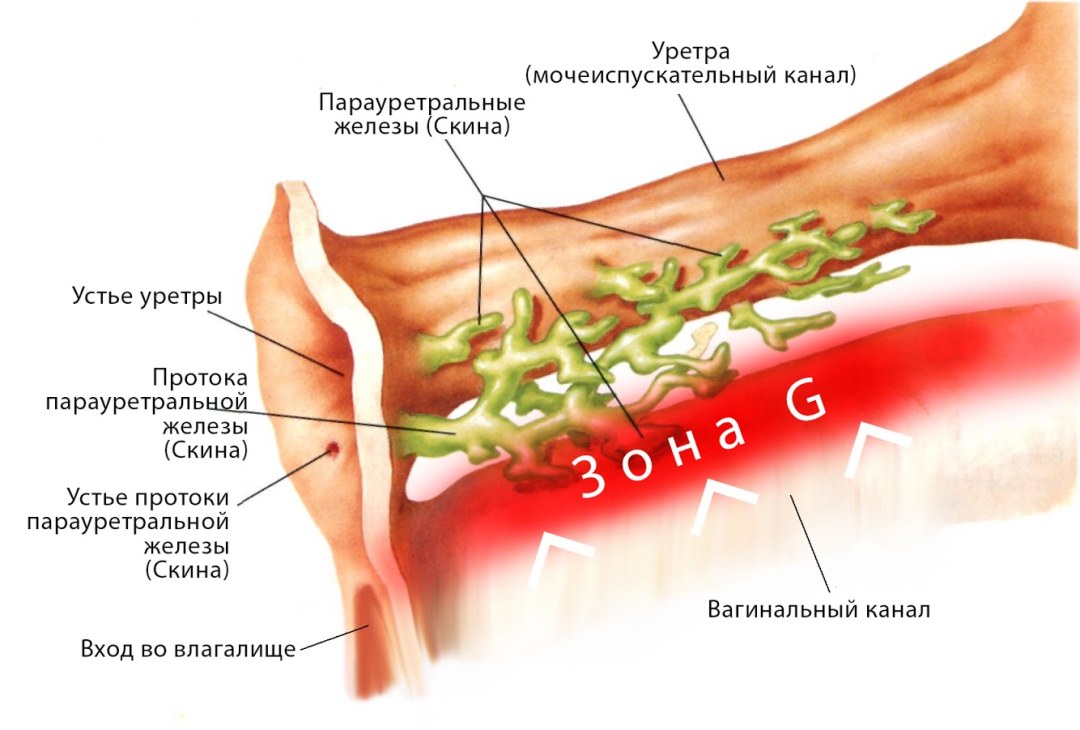 Мелисса мендини вагина