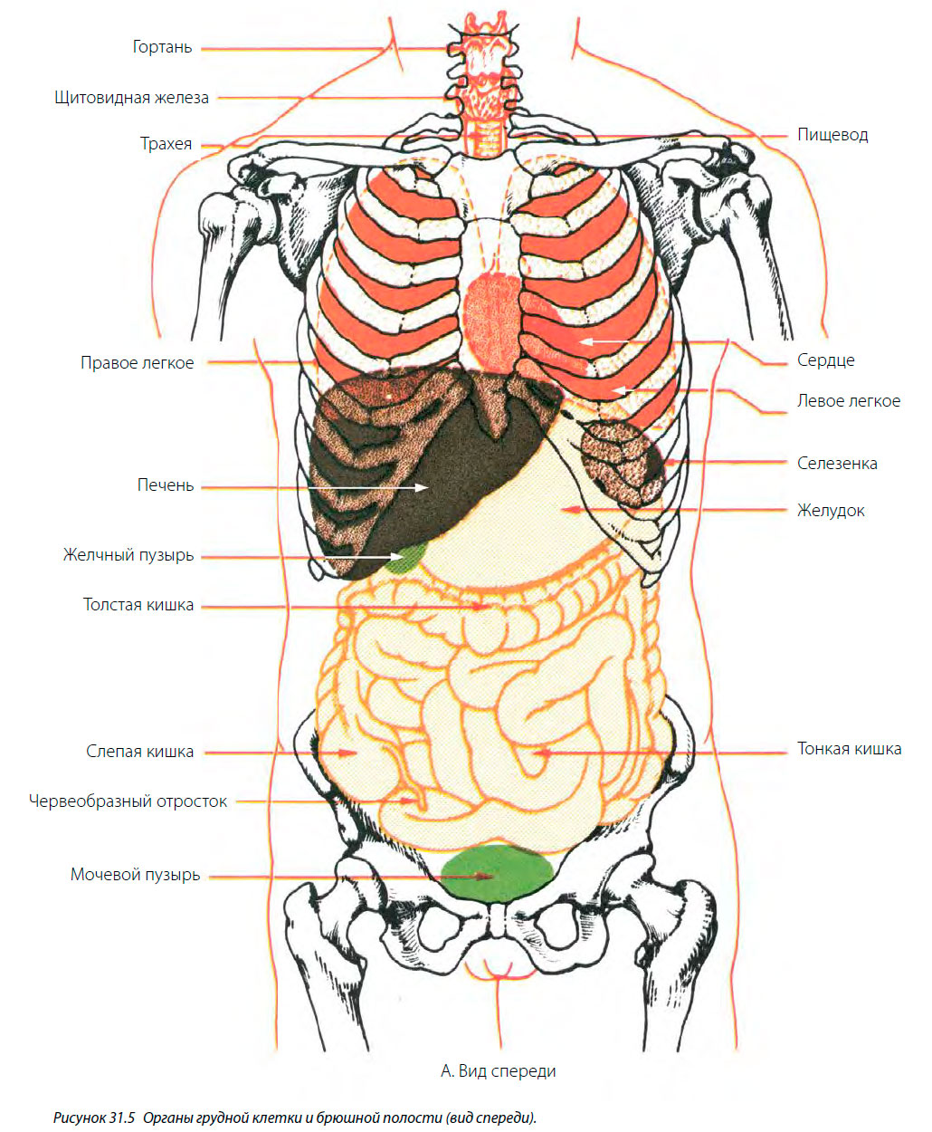 Аккаунт БРАВЛ 22к кубков