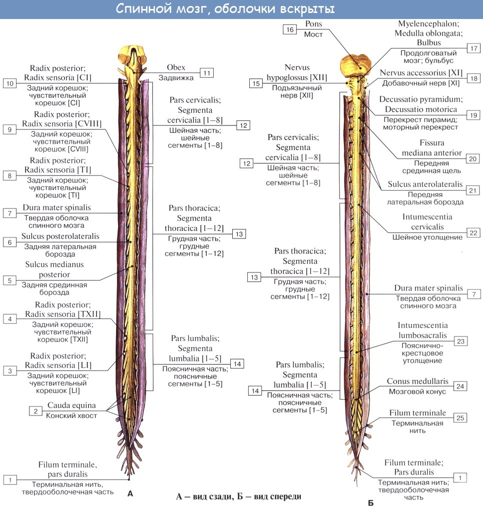 Предстательная железа и семенные пузырьки анатомия