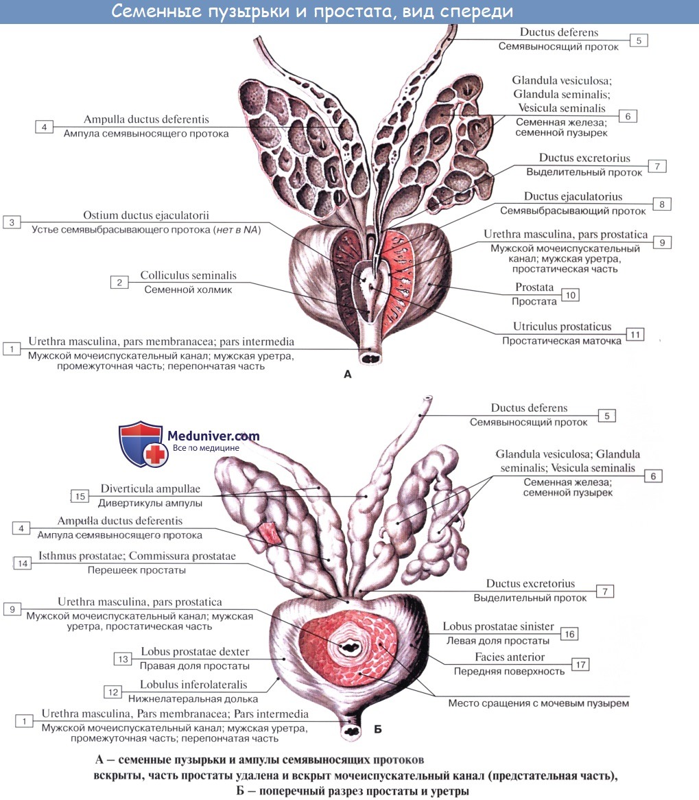 Плечевая кость борозда локтевого нерва