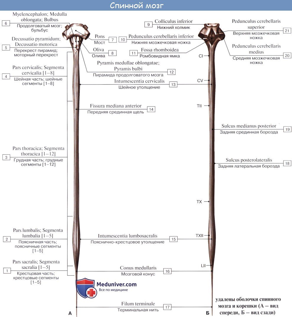 Спинной мозг вид спереди и вид сзади