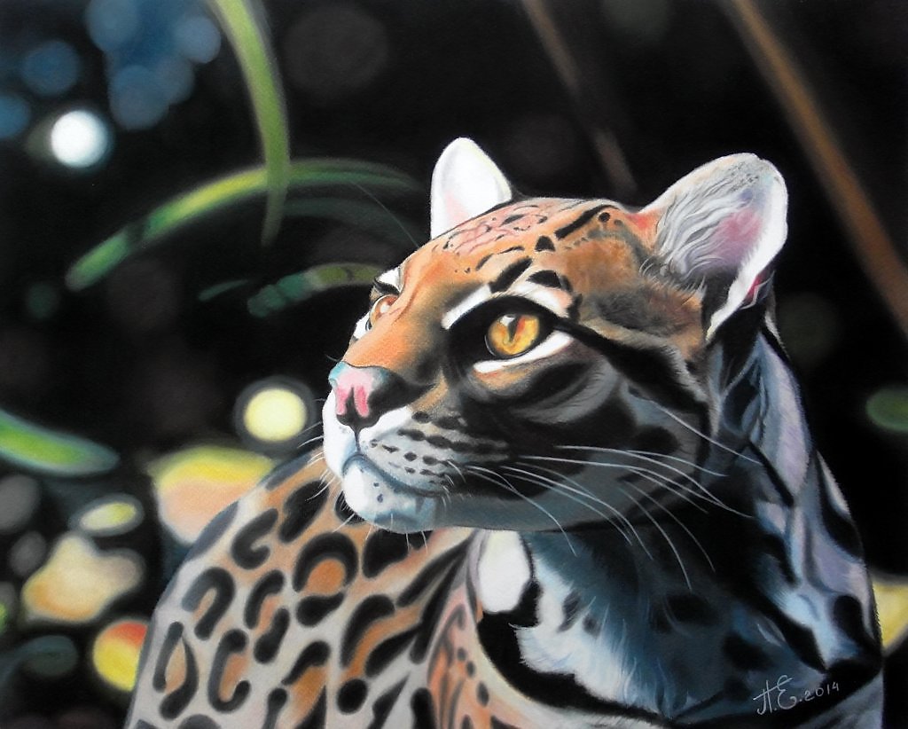 Оцелот красивые иллюстрации