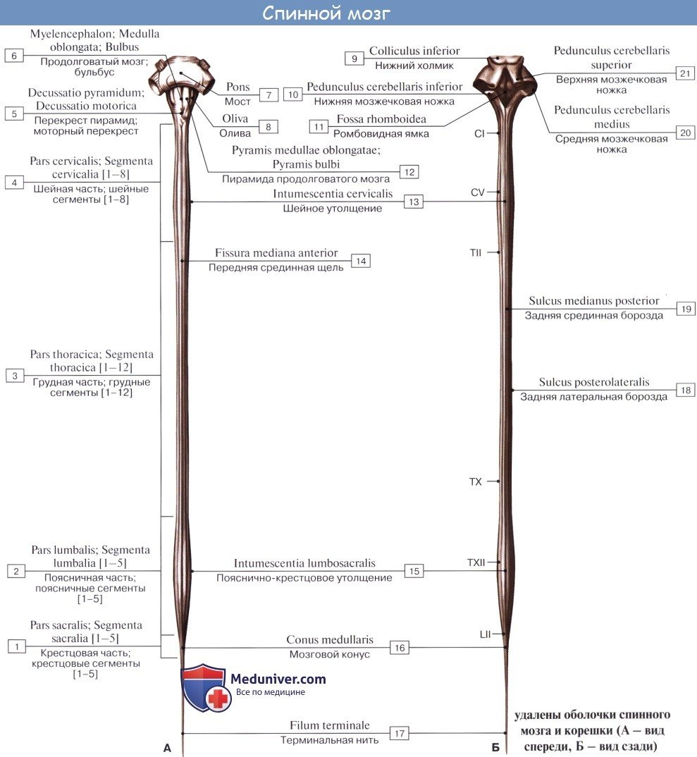 Спинной мозг вид спереди и вид сзади