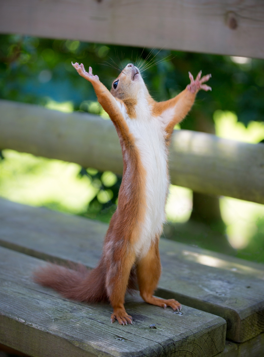 Дорогой я хочу шубу