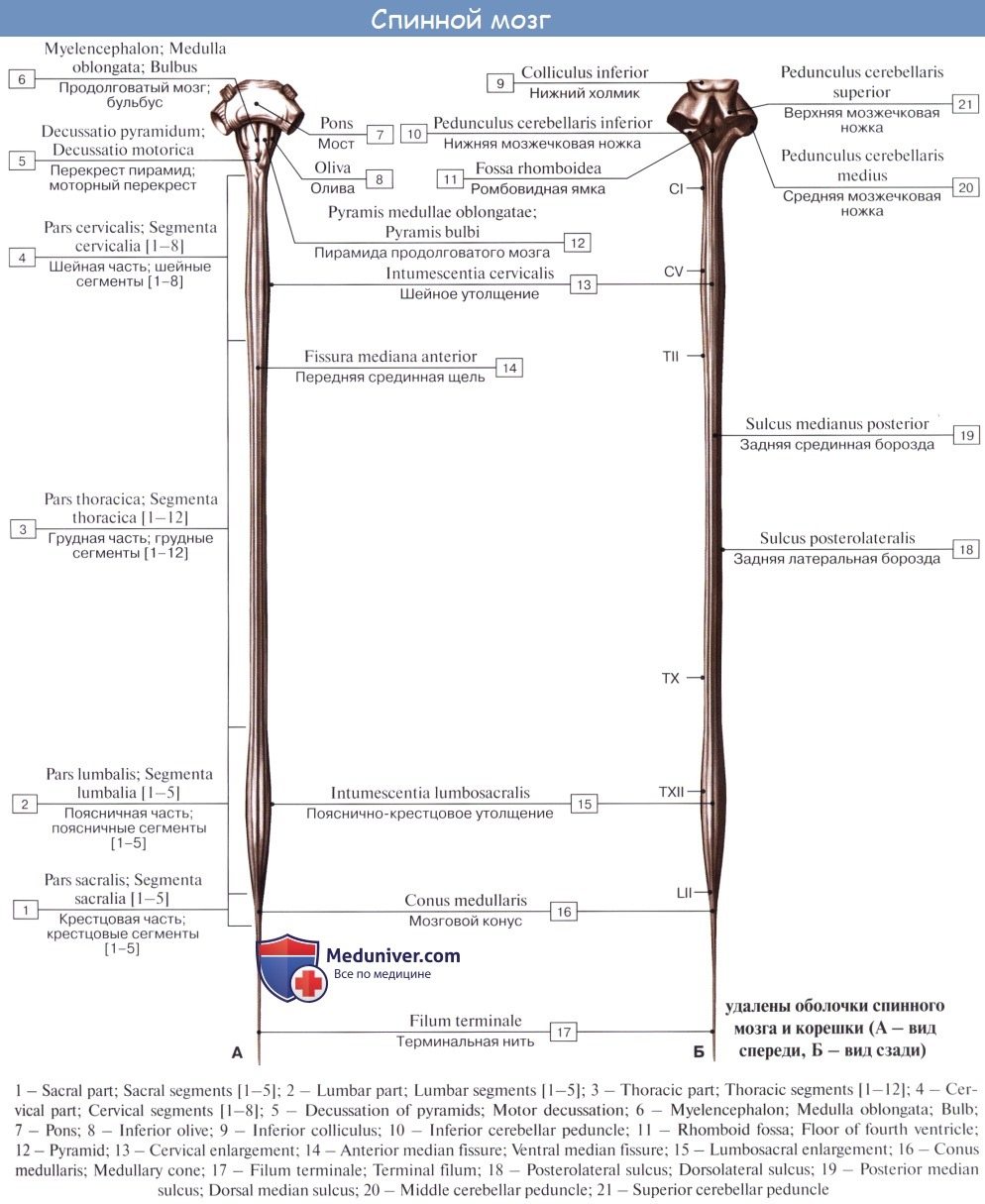 Трах сзади на четвереньках