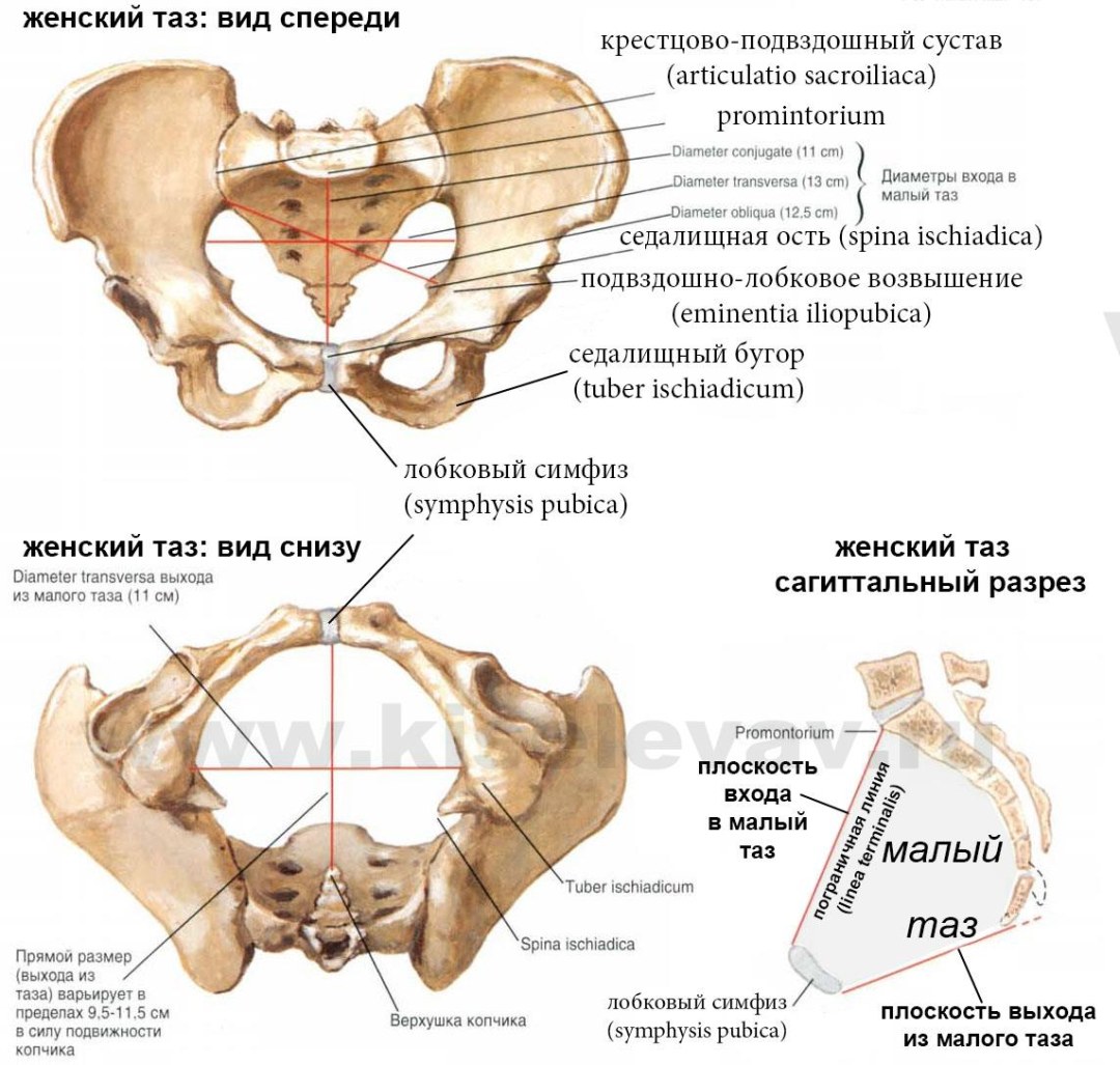 Маленький красивый секиль