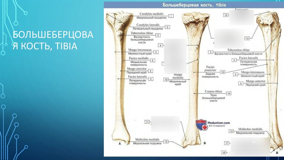 Локтевая кость анатомия латынь