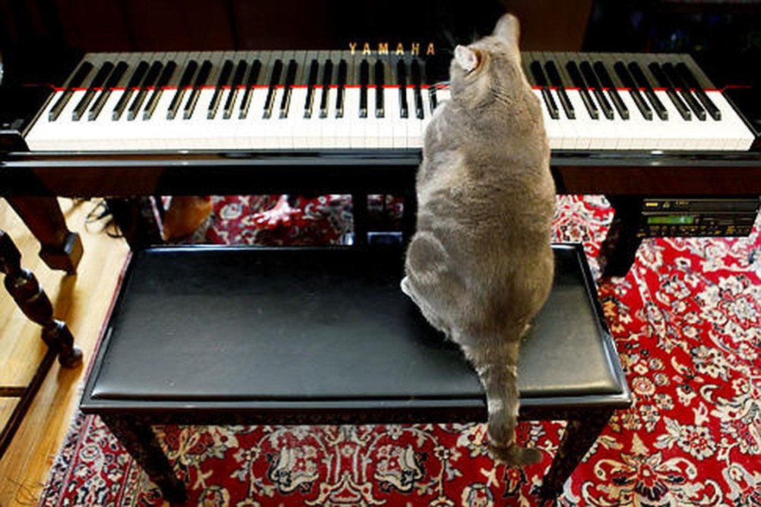 Карикатуры смешные