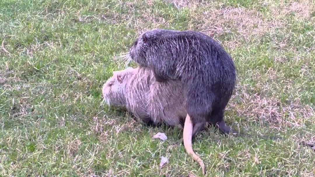 Алена Боброва Москва