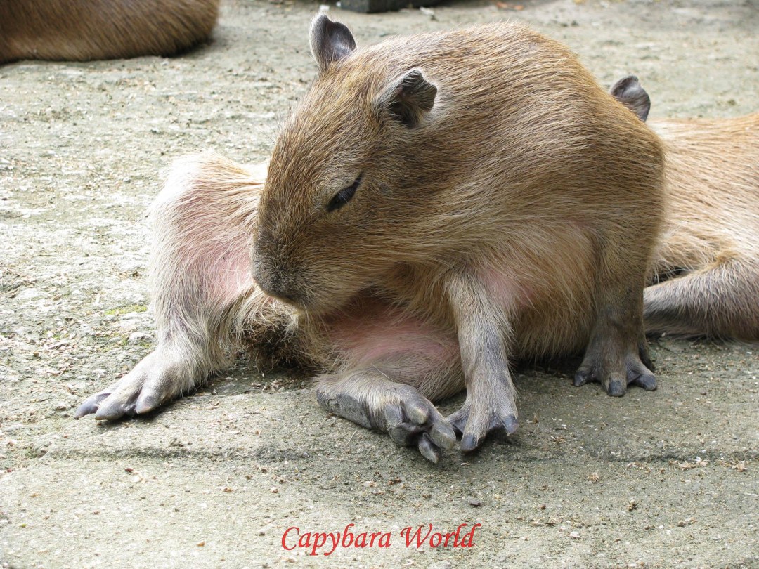 Кошелева Алена Сергеевна