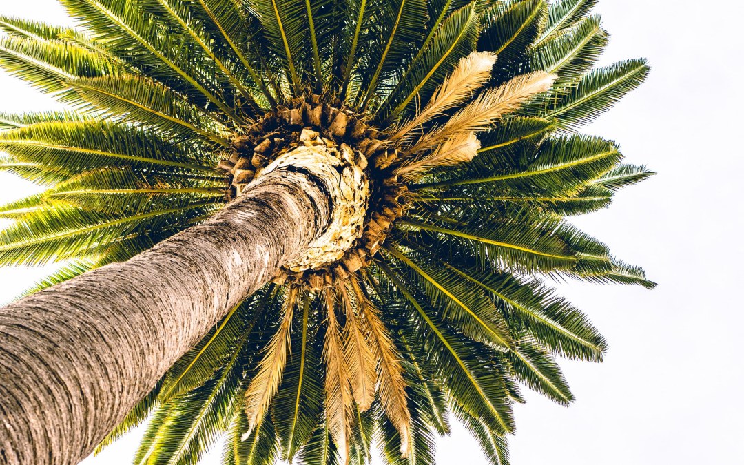 Пальмовые листья