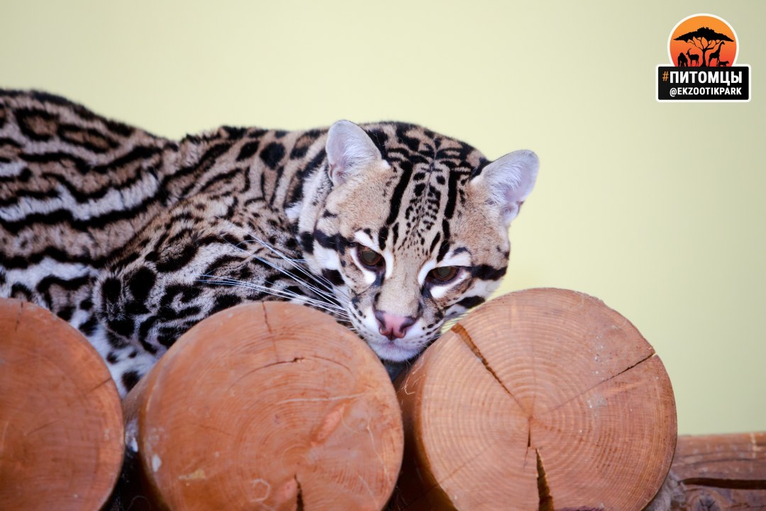 Адам Оцелот и ева Эльфи