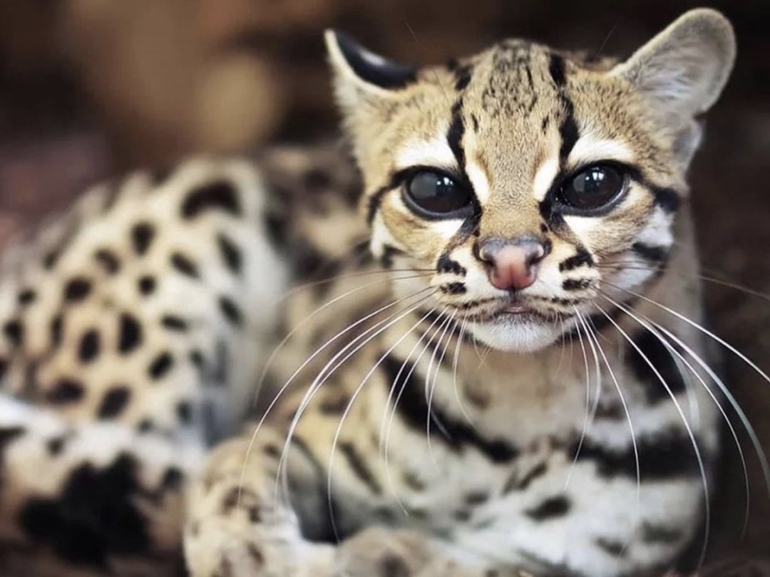 Длиннохвостая кошка Маргай