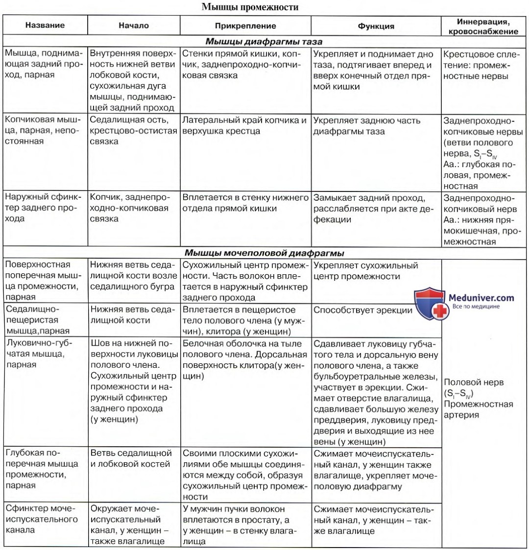 Мышцы таза анатомиятаб