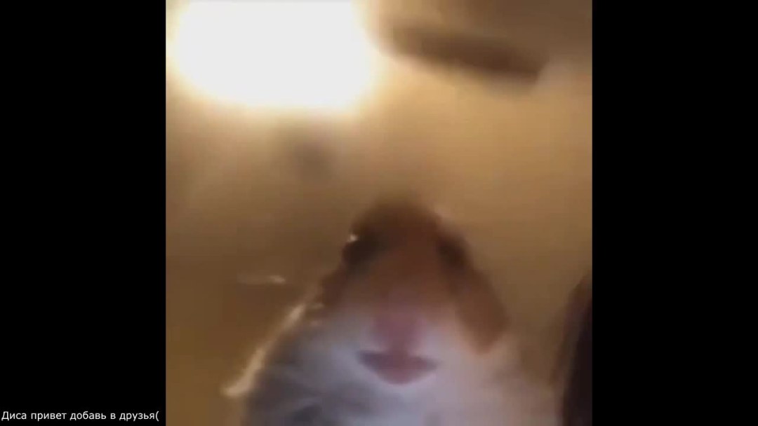 Хомяк в камере