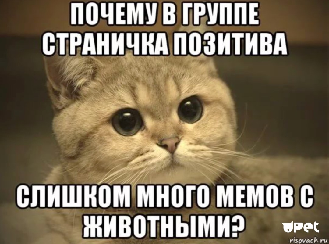 Пушистый Пидрила