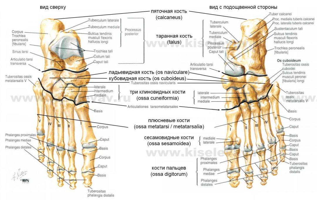 Волосатые мужские попки