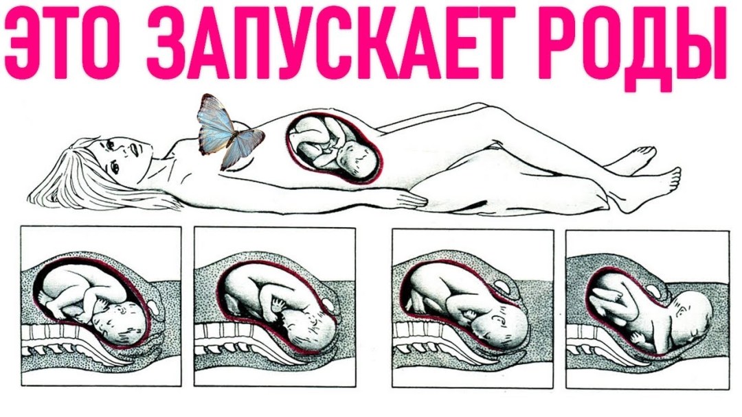 Биомеханизм родов Акушерство