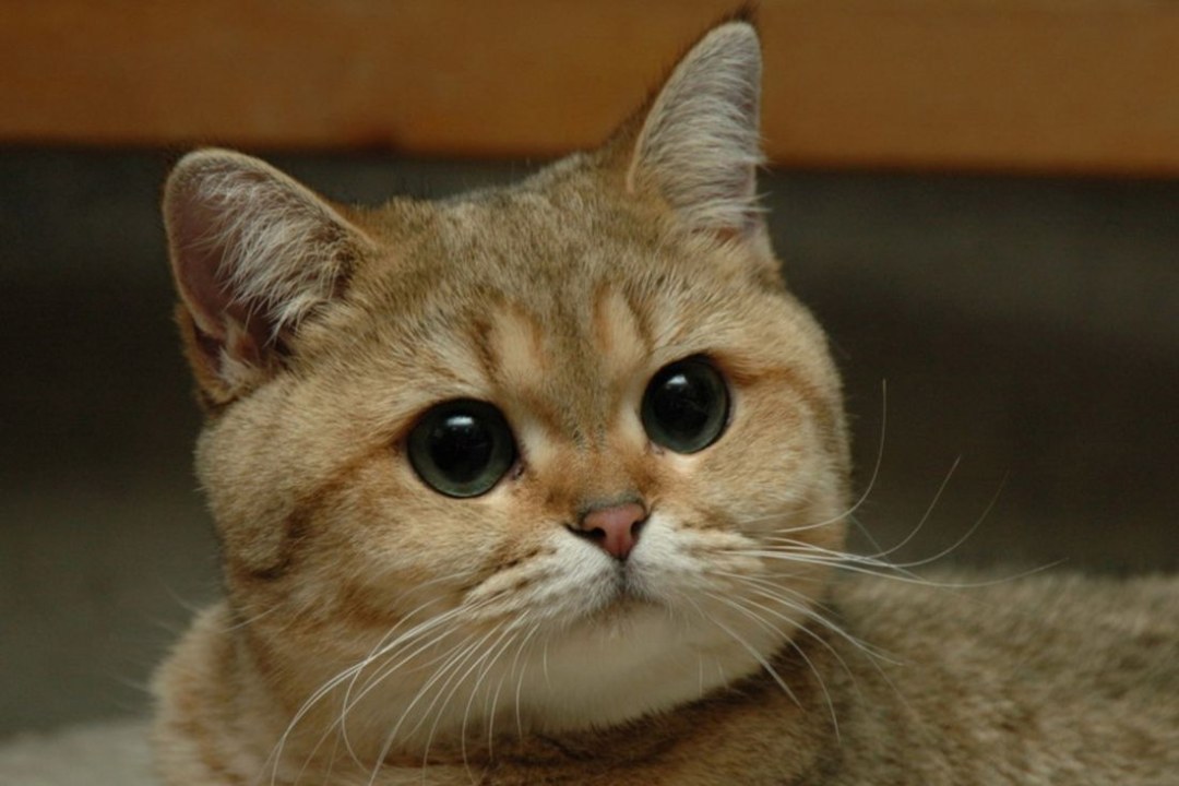 Пушистый Пидрила