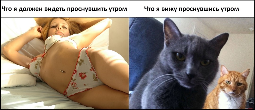Котик хочет киску