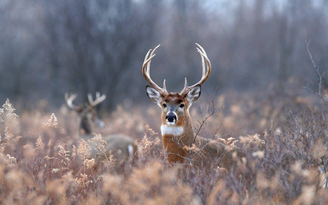 Наивный олень